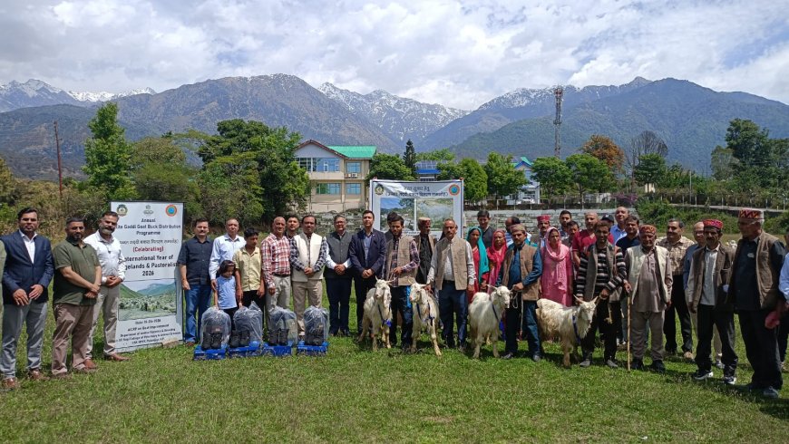 पालमपुर में पशुपालकों को बड़ी सौगात! 20 उन्नत गद्दी बकरे वितरित, आय बढ़ाने पर फोकस